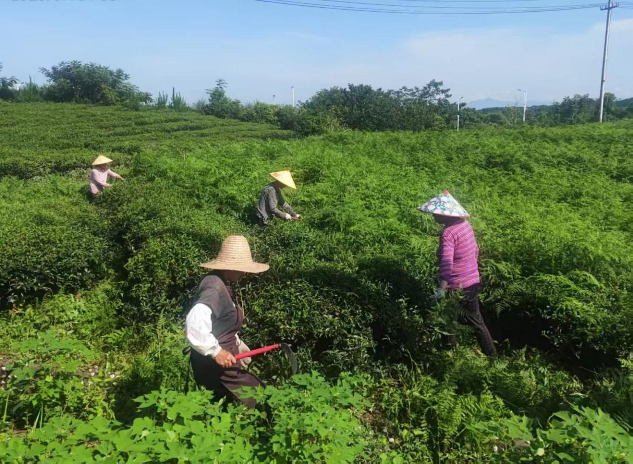 屯溪實驗茶場加強夏季茶園管護 賦能茶產(chǎn)業(yè)提質(zhì)增效